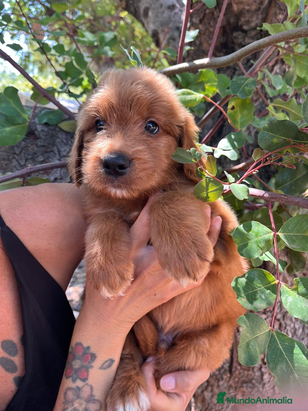 Goldendoodle perros en venta: Goldendoodle  - Imagen 2