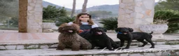 Perro de Agua Español perros en venta: Camada perro agua - Anuncio 7