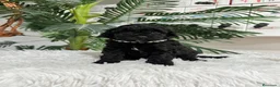 Caniche Enano perros en venta: CANICHES ENANAS HEMBRAS - Anuncio 14