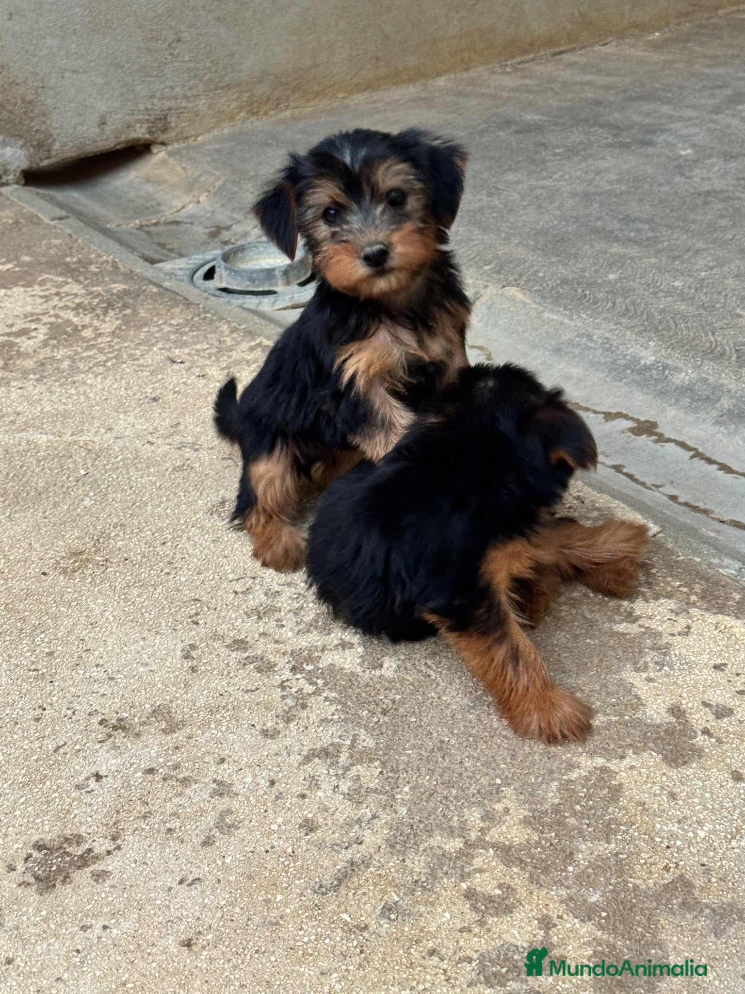 Yorkshire Terrier perros CACHORROS DE YORKSHIRE TERRIER  - Anuncio 2