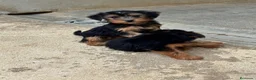 Yorkshire Terrier perros en venta: CACHORROS DE YORKSHIRE TERRIER  - Anuncio 2