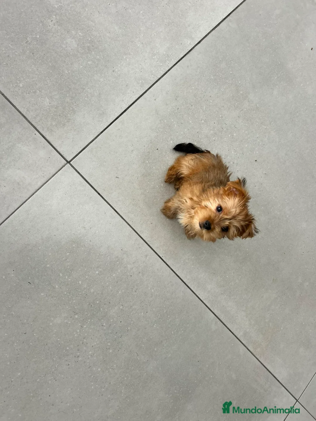 Yorkshire Terrier perros en venta: Yorkshire Golden terrier  - Anuncio 1