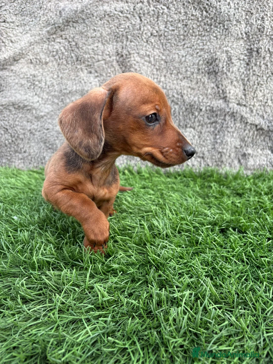 Teckel Miniatura perros en venta: Macho de Teckel Kaninchen Merle chocolate diluido - Anuncio 18