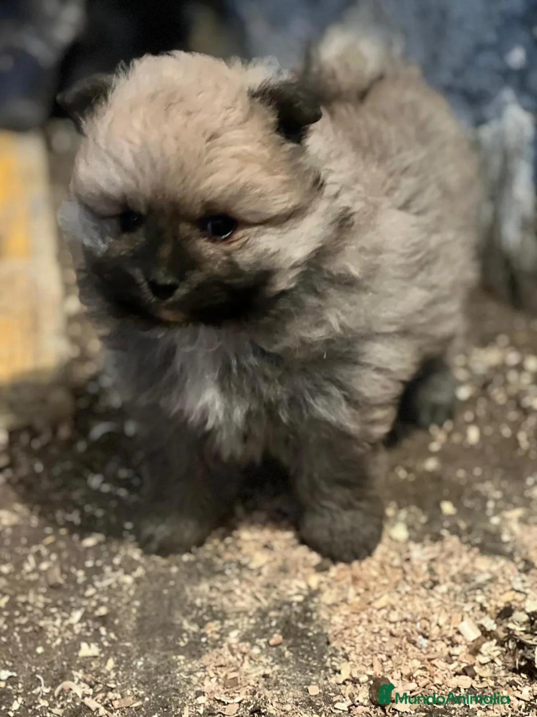 Pomerania perros en venta: “Pomerania Mini Peluche – Últimos 2” - Anuncio 3