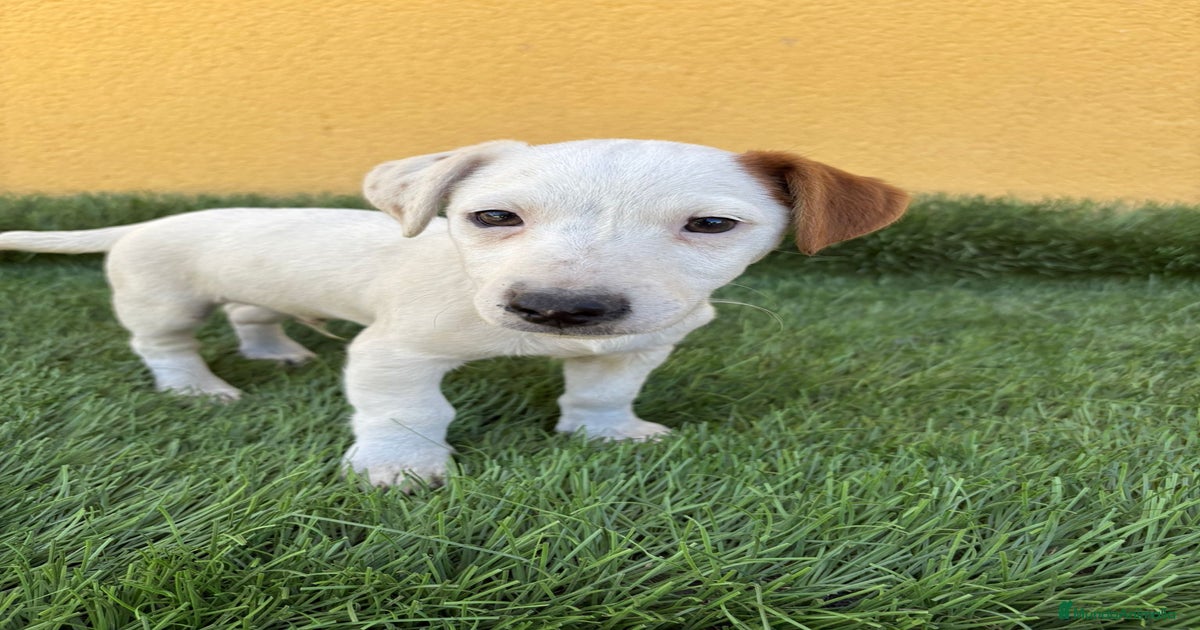 Jack Russell Terrier macho pata corta en venta en Barcelona | MundoAnimalia