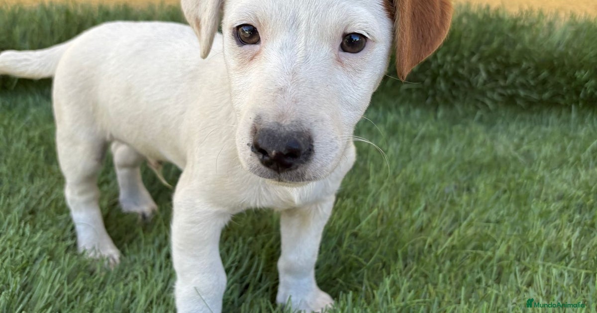 Patajack Jack Russell Terrier macho pata corta en venta en Barcelona | MundoAnimalia