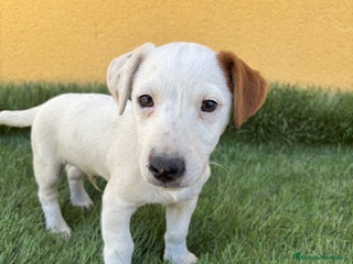 Jack Russell Terrier perros - Anuncio 5