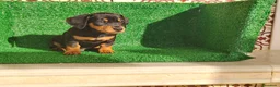 Teckel Miniatura perros en venta: Teckel miniatura  - Anuncio 16