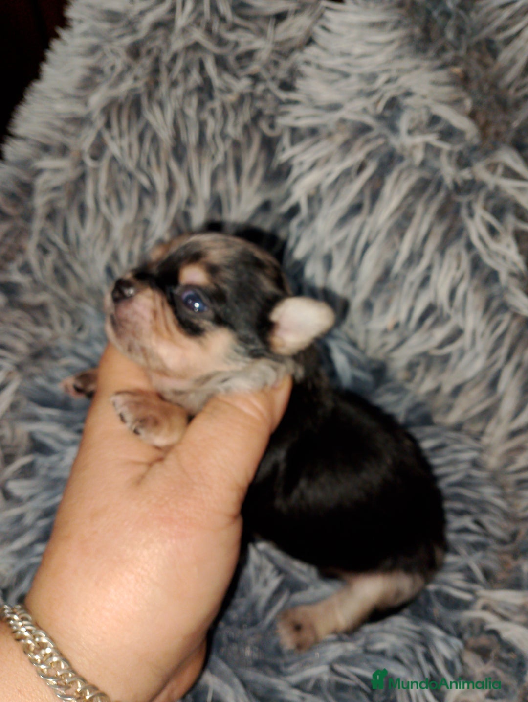 Chihuahua perros en venta: Chihuahua Merle macho  - Imagen 4