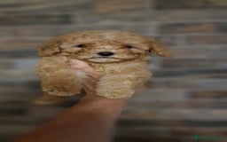 Caniche Toy perros en venta: HEMBRA CANICHE TOY APRICOT  - Imagen 2