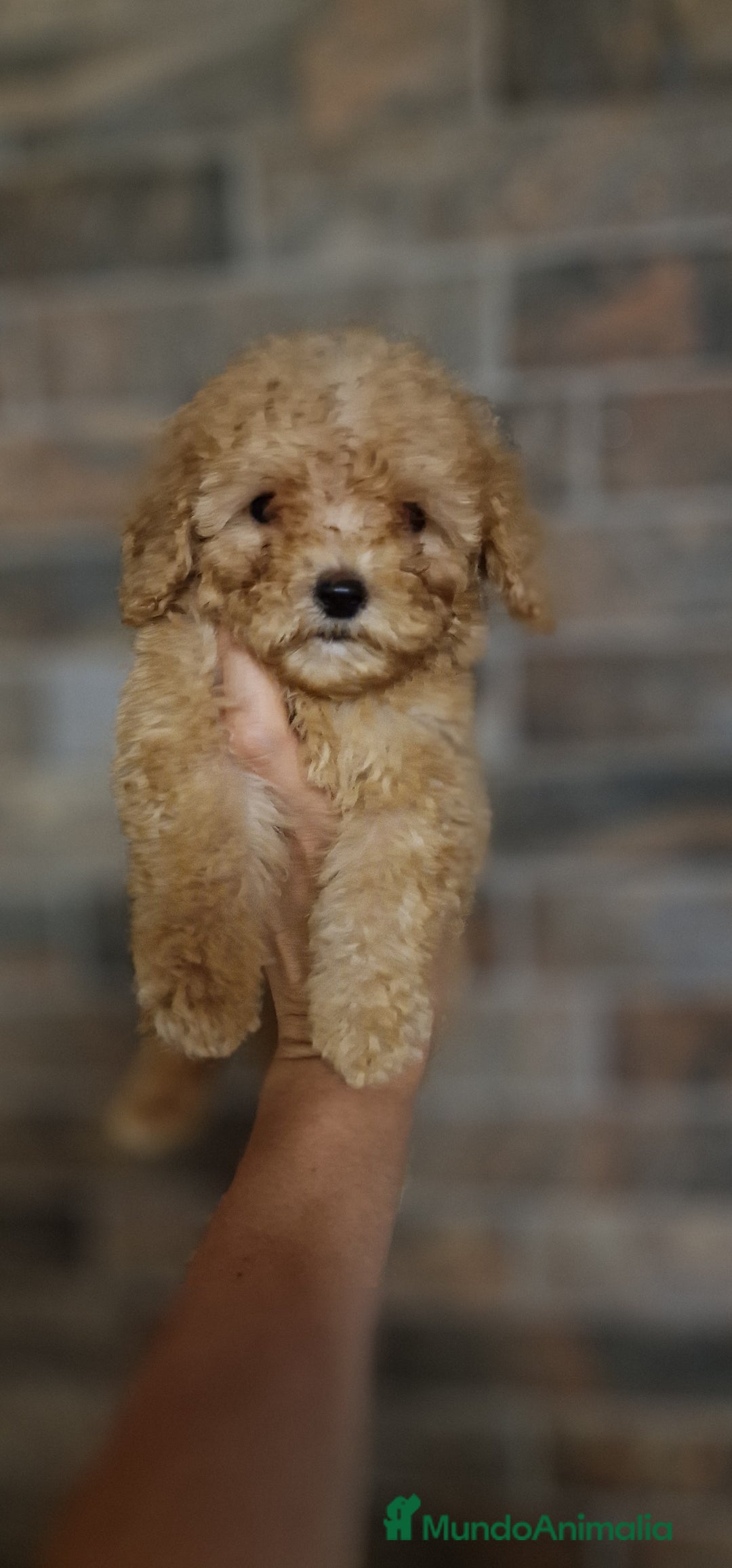 Caniche Toy perros en venta: HEMBRA CANICHE TOY APRICOT  - Imagen 2