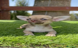Chihuahua perros en venta: CHIHUAHUA MACHO - Imagen 7