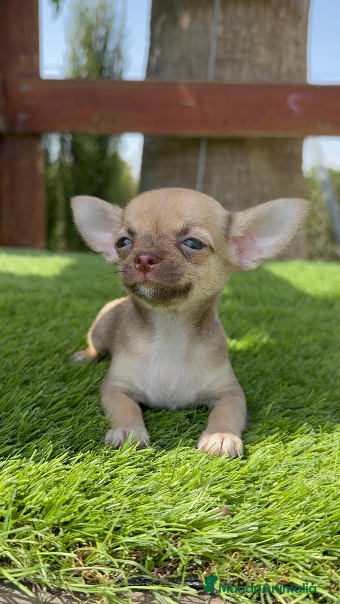 Chihuahua perros en venta: CHIHUAHUA MACHO - Imagen 7