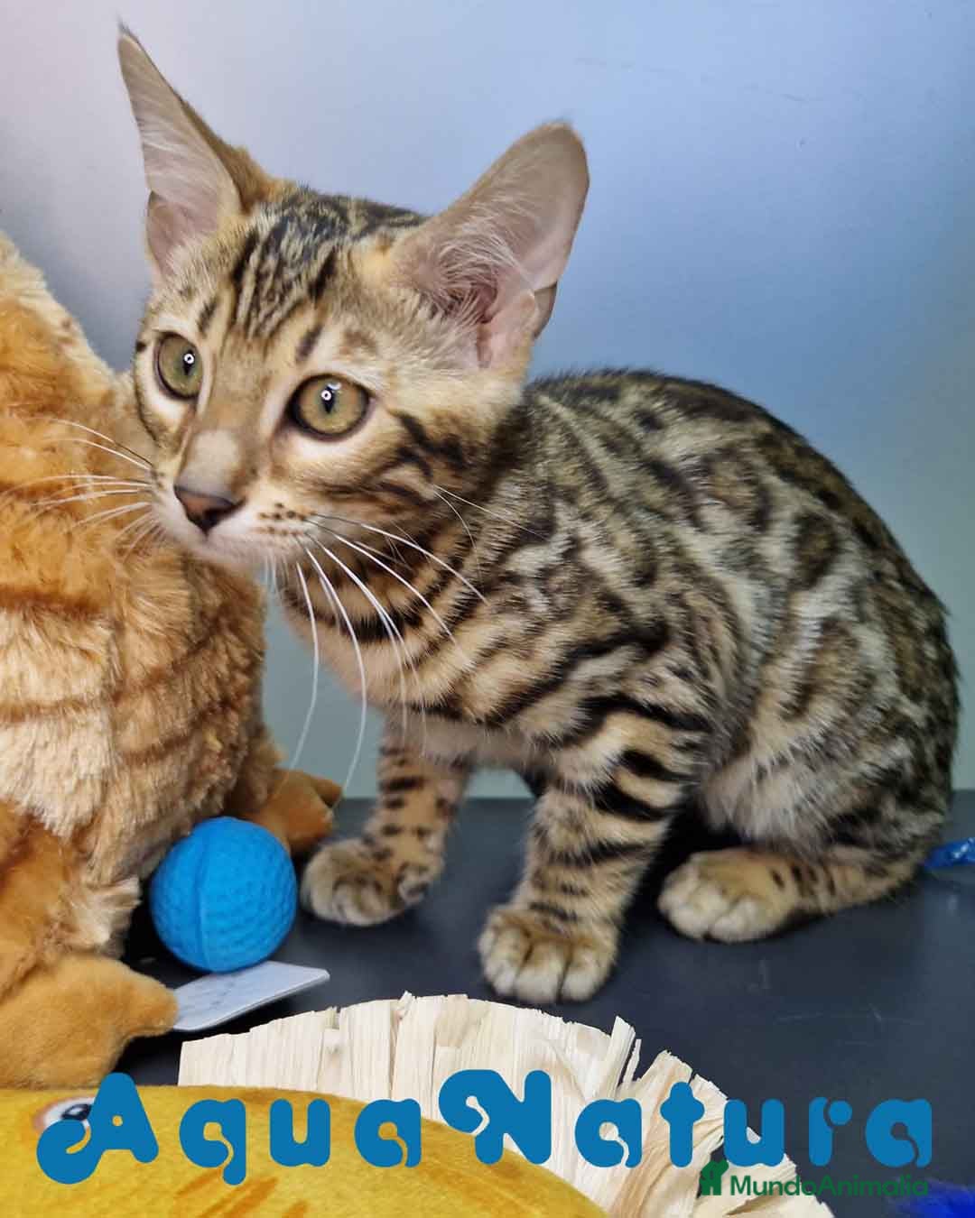 Bengalí gatos en venta: Bengali Hembra 4607 AQUANATURA - Imagen 9