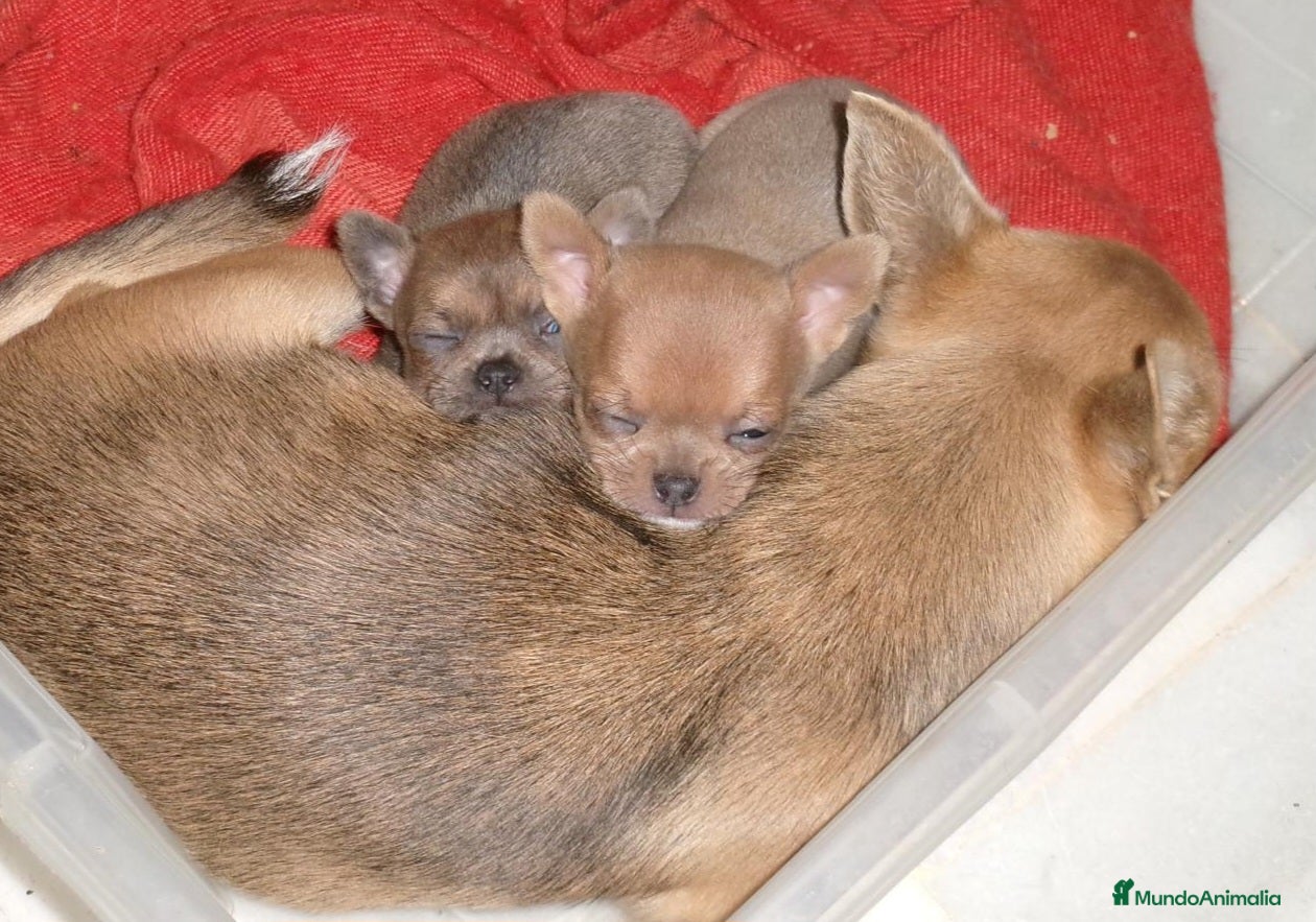 Chihuahua perros Chihuahua macho - Anuncio 1