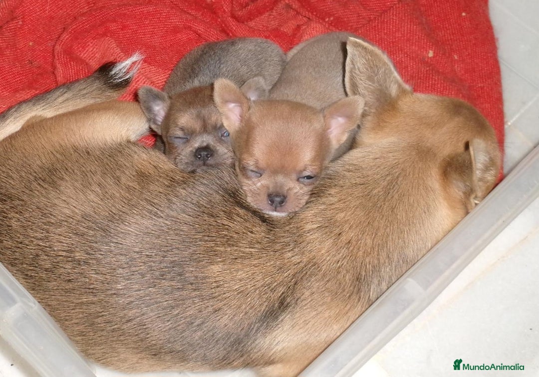 Chihuahua perros en venta: Chihuahua macho - Anuncio 1