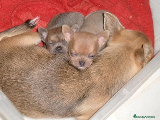 Chihuahua perros Chihuahua macho - Anuncio 1