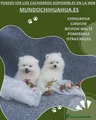 Pomerania Cachorro 2