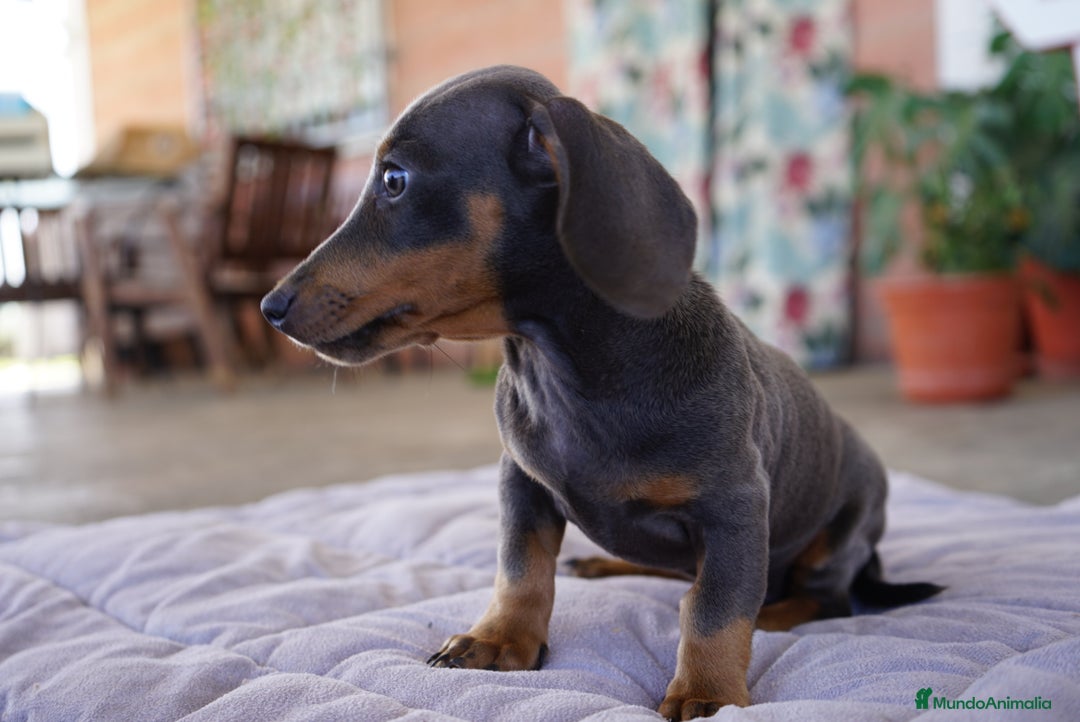 Teckel Miniatura perros en venta: 🔹 TECKEL MINIATURA 🔹 - Imagen 9