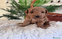 Caniche Toy perros en venta: CANICHE TOY - Imagen 3