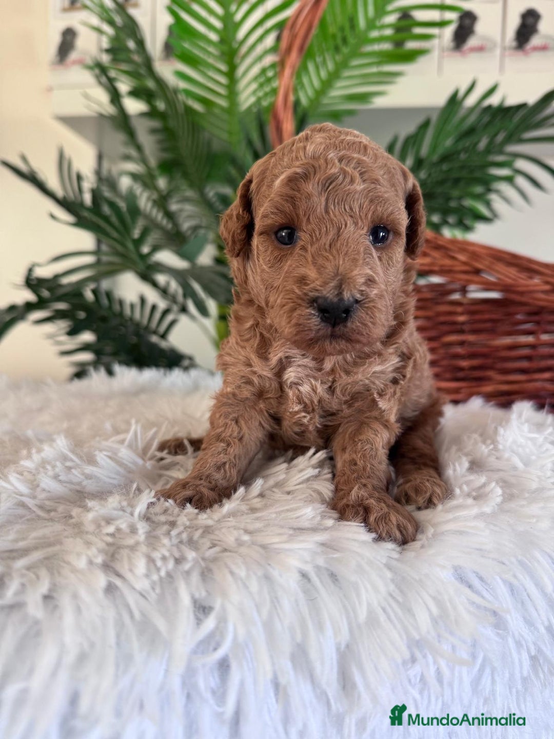 Caniche Toy perros en venta: CANICHE TOY - Imagen 3