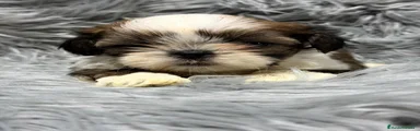 Shih Tzu Cachorro 1