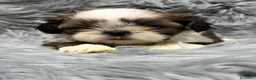 Shih Tzu perros en venta: SHIH TZU  - Anuncio 6