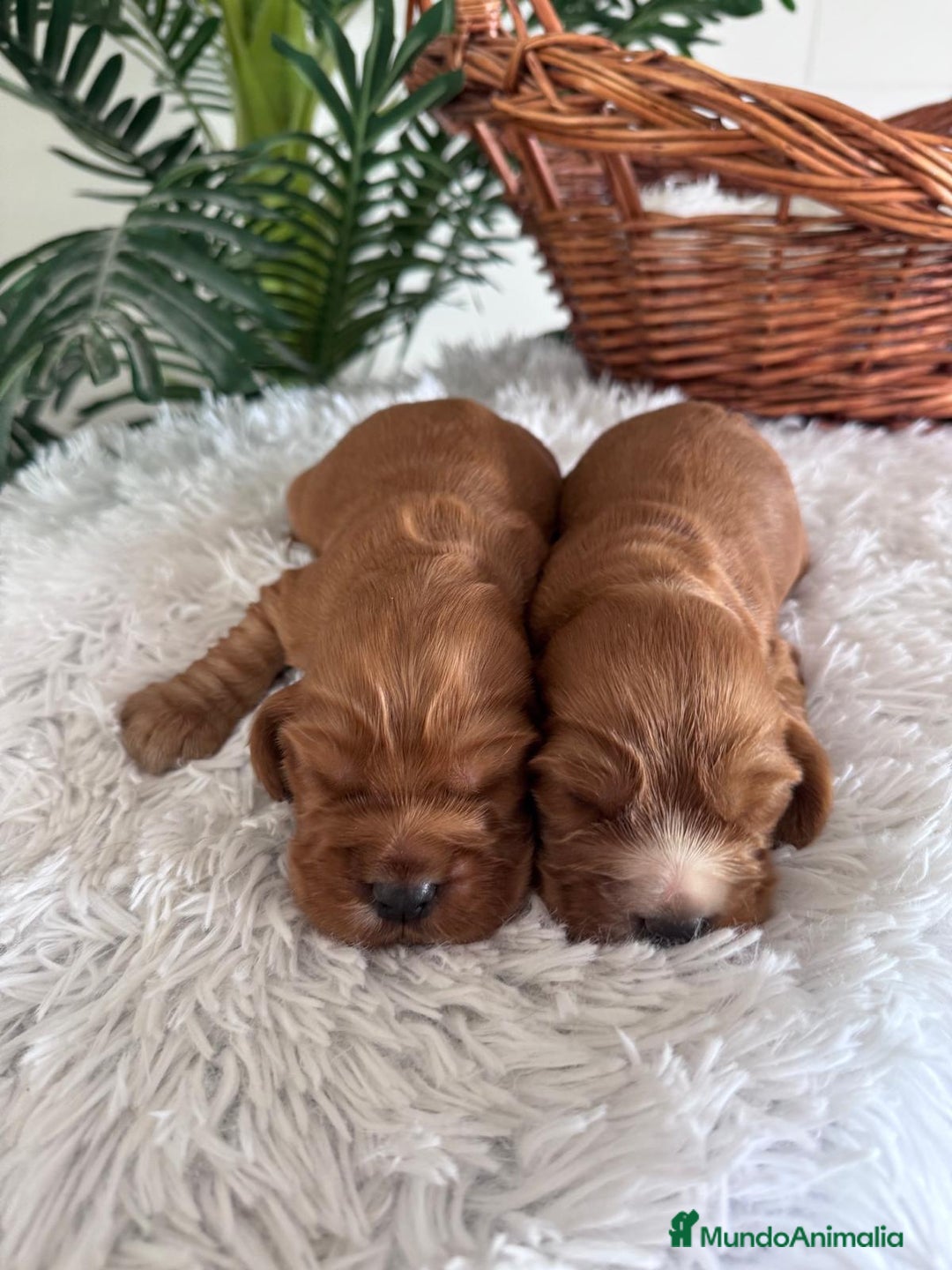 Cocker Spaniel Inglés perros en venta: COCKER SPANIEL INGLES - Anuncio 5