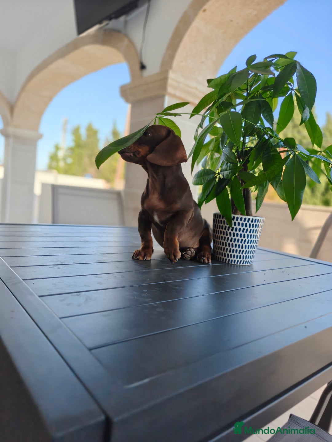 Teckel perros en venta: Teckel - Imagen 2