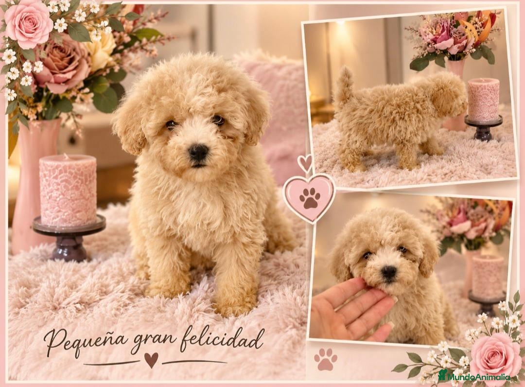 Maltipoo perros en venta: Maltipoo  - Anuncio 5
