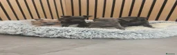 Pequeño Lebrel Italiano perros en venta: Pequeño Lebrel Italiano disponibles para octubre  - Anuncio 4
