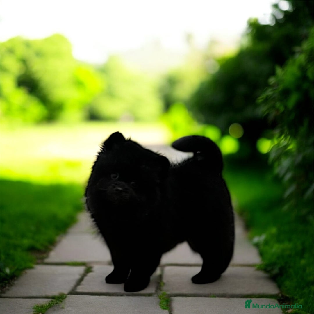 Pomerania perros en venta: Pomerania - Anuncio 14