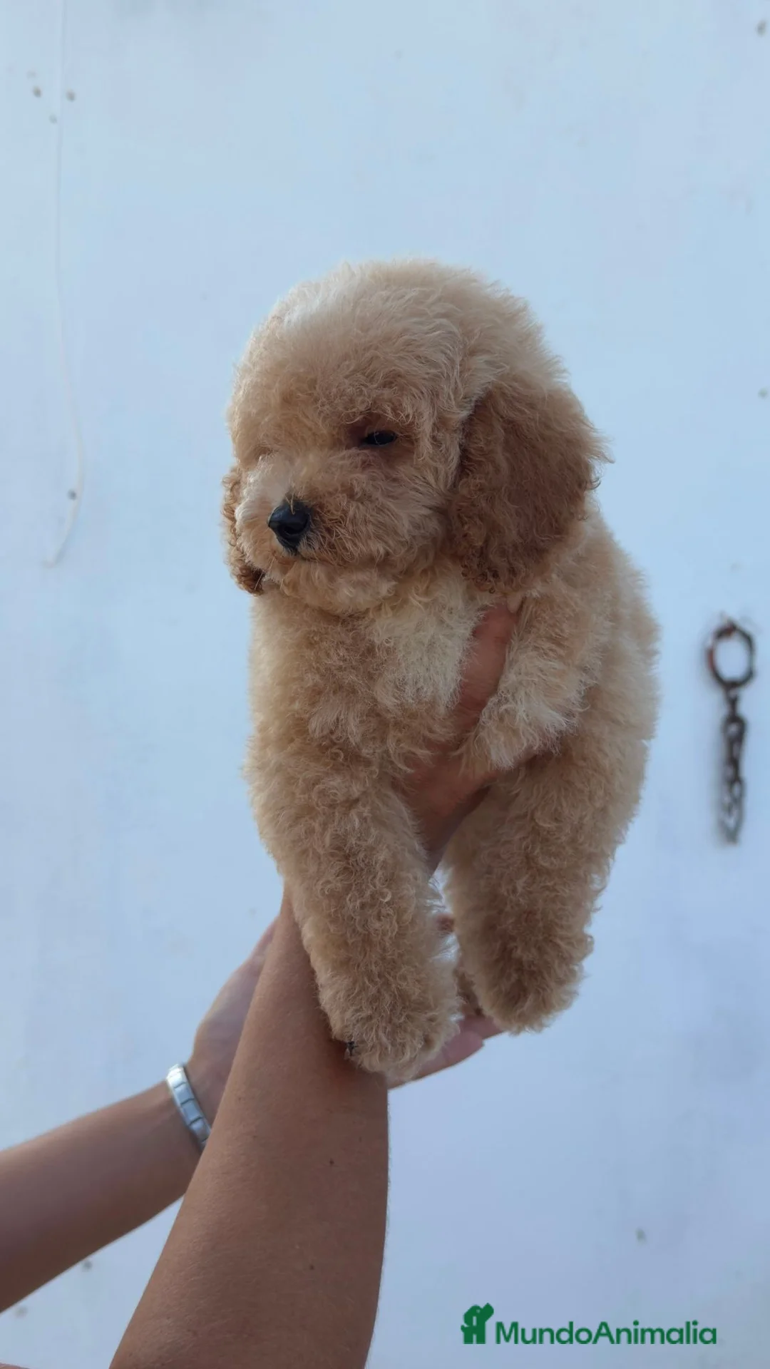 Caniche Toy perros en venta: Caniche toy precio real - Anuncio 2