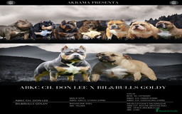 American Bully perros en venta: Cachorros de American Bully - Imagen 8
