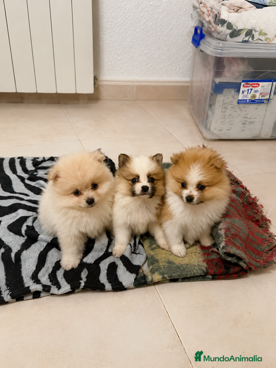 Pomerania perros Pomerania mini tricolor  - Anuncio 7