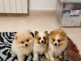 Pomerania perros Pomerania mini tricolor - Anuncio 7
