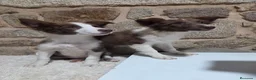 Border Collie perros en venta: Ultimo cachorro - Anuncio 2