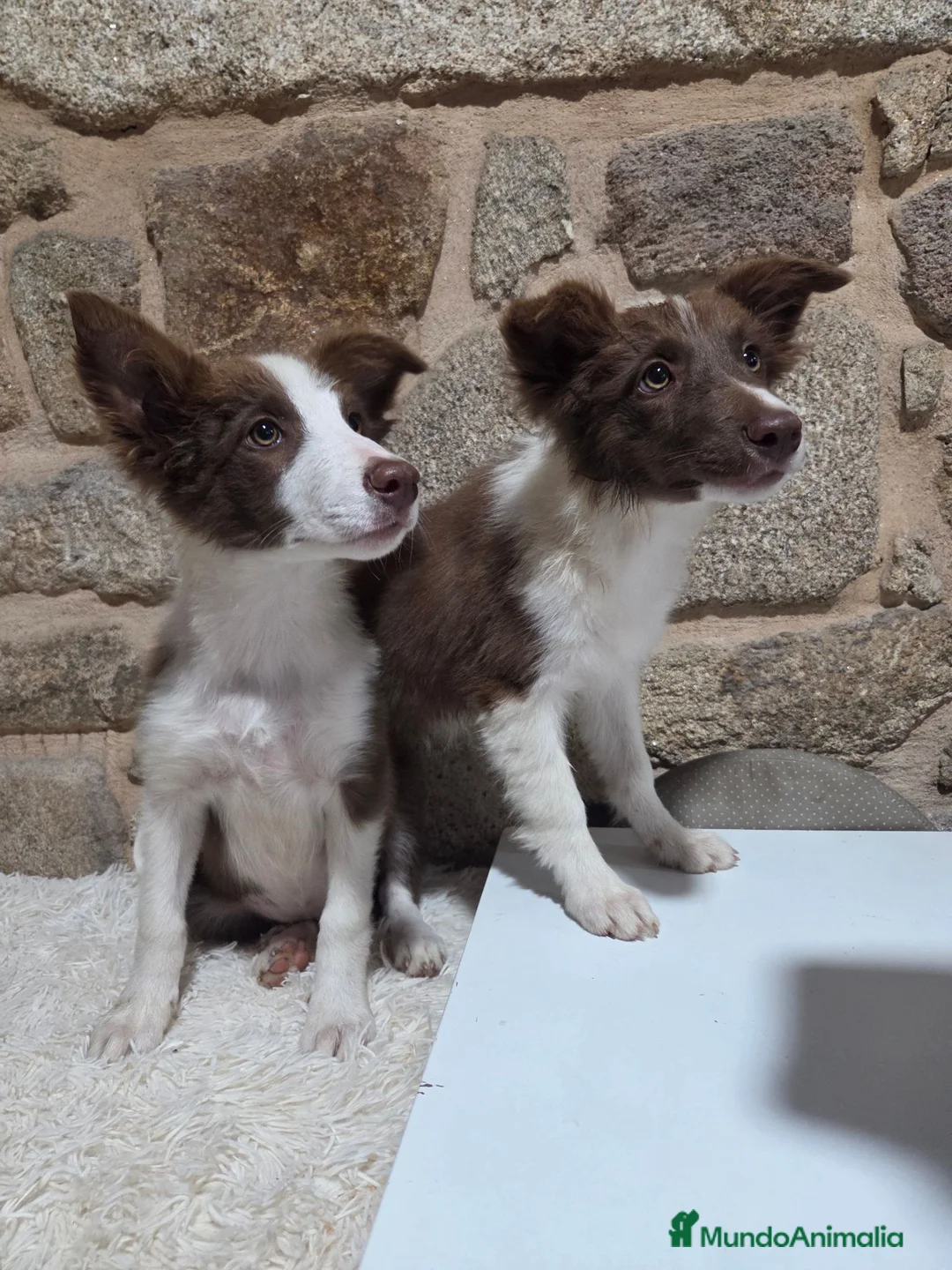 Border Collie perros en venta: Ultimo cachorro - Anuncio 2