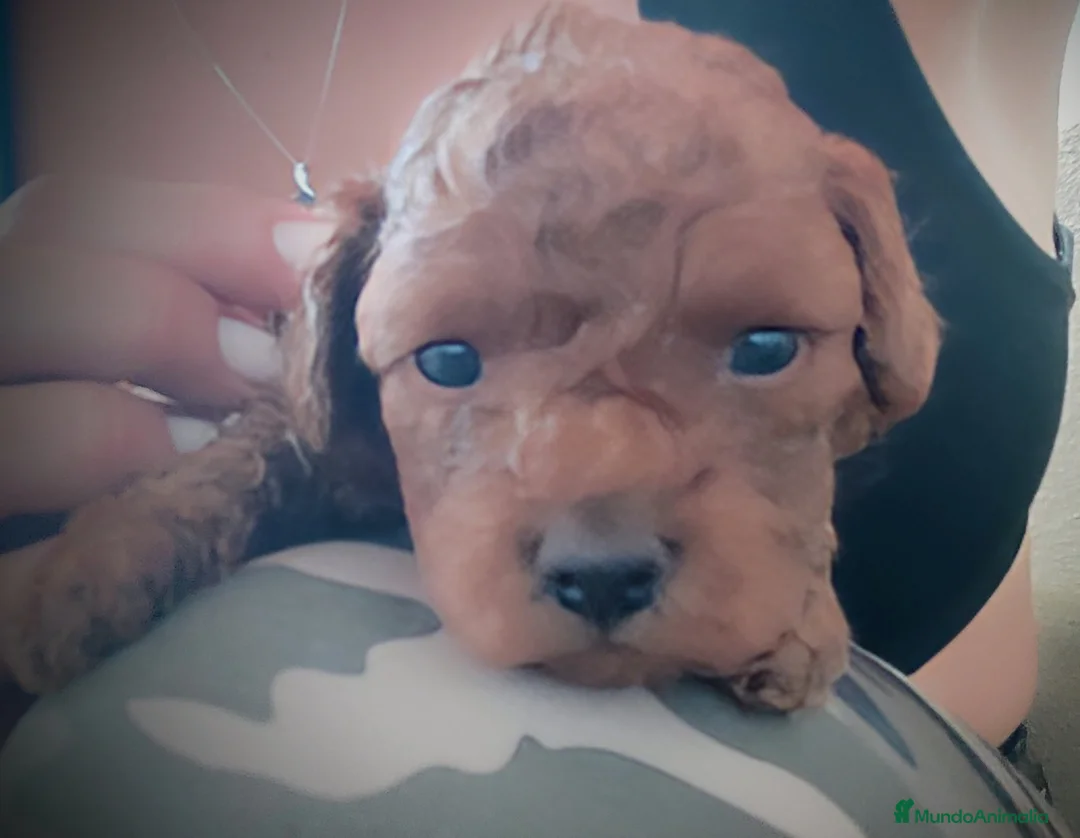 Caniche Toy perros en venta: Caniche Toy  - Anuncio 8