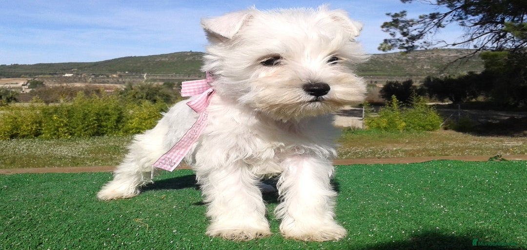 Imagen de galería {{count}}