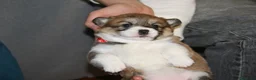Welsh Corgi Pembroke perros en venta: Preciosas cachorras de Welsh corgi Pembroke - Anuncio 4