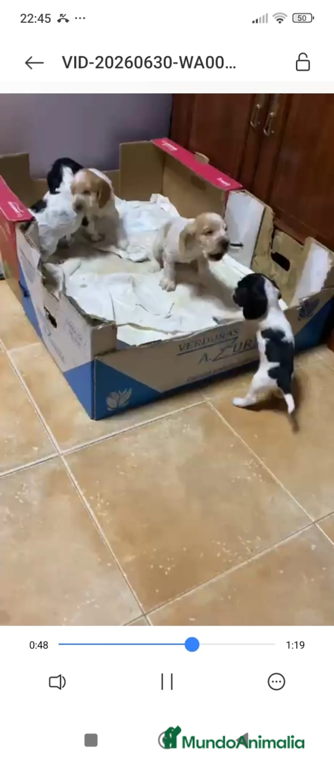 Cocker Spaniel Inglés perros en venta: Cachorros cocker inglés  - Anuncio 8