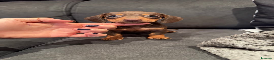 Teckel Miniatura Cachorro 1