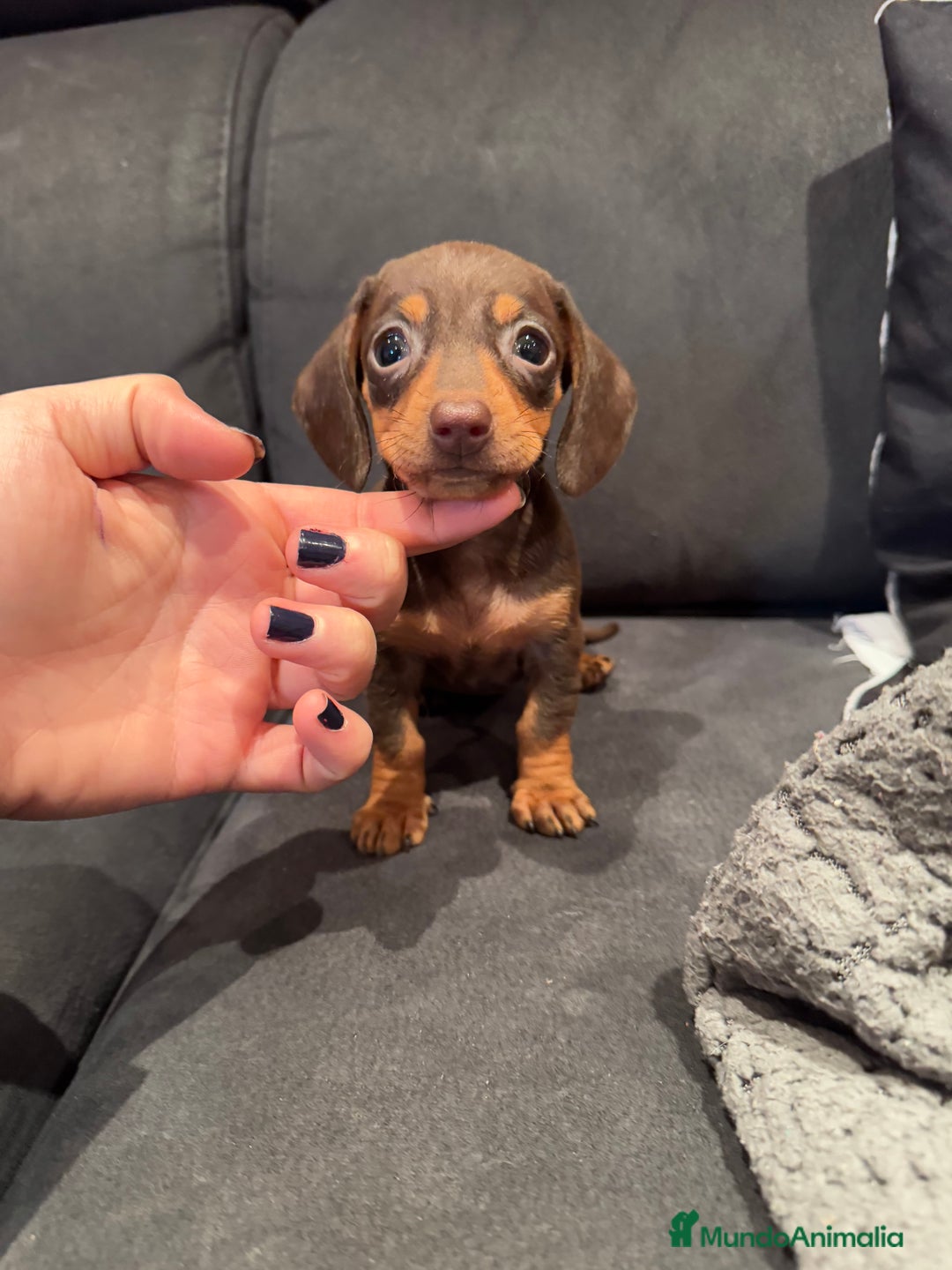 Teckel Miniatura perros en venta: Teckel Kaninchen chocolate  en Barcelona - Imagen 3