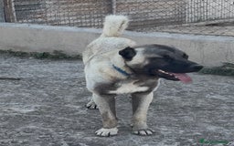 Pastor de Asia Central perros en venta: Kangal turco 1 año - Imagen 1