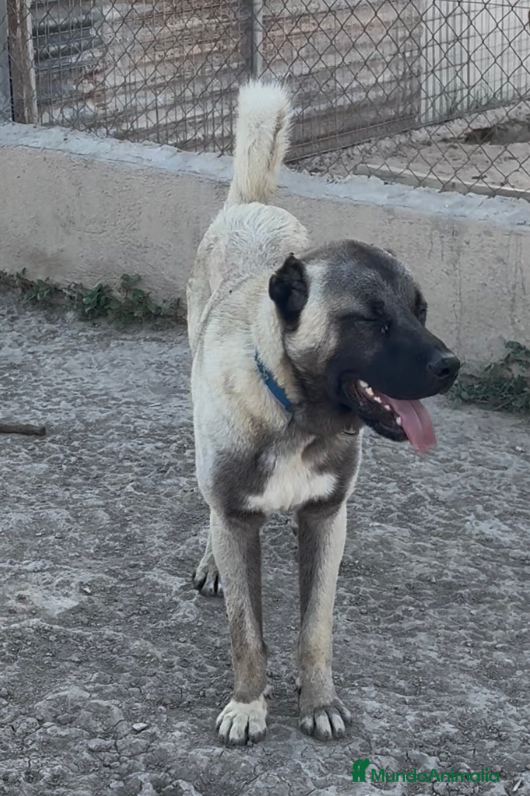 Pastor de Asia Central perros en venta: Kangal turco 1 año - Imagen 1