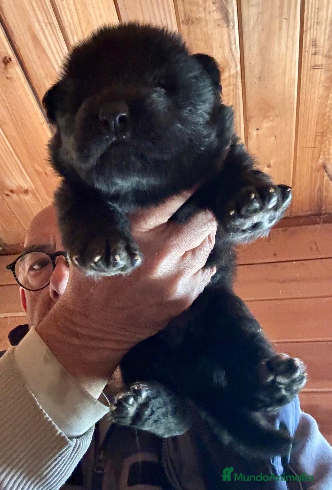 Pastor Alemán perros en venta: Pastor alemán belleza  - Anuncio 5