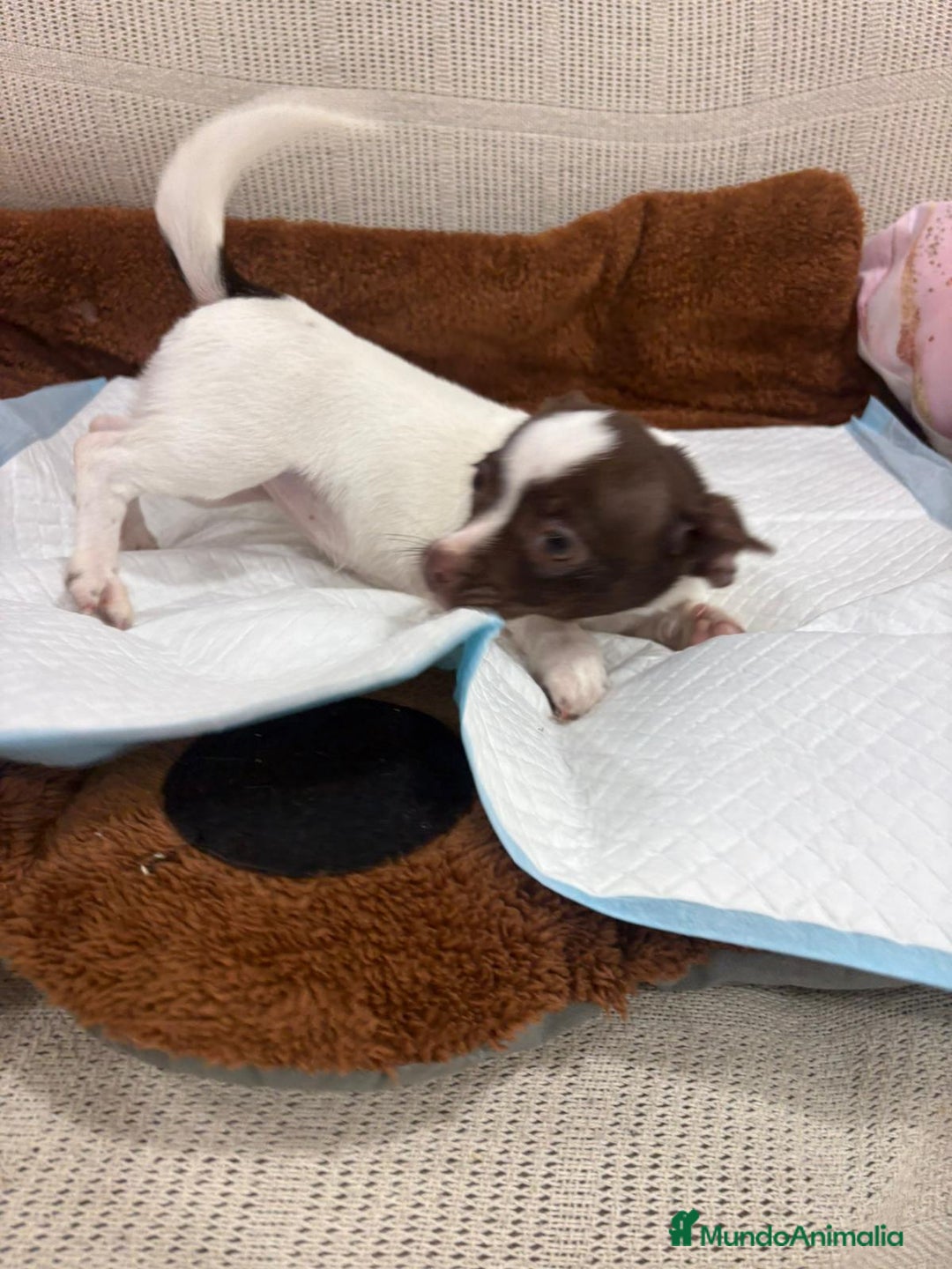 Chihuahua perros en venta: Chihuahua hembra - Anuncio 7