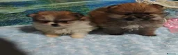 Pomerania perros en venta: POMERANIA - Anuncio 1