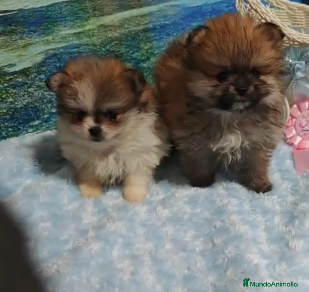 Pomerania perros en venta: POMERANIA - Anuncio 1